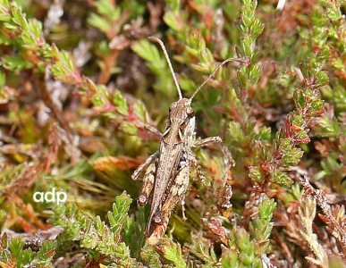 Mottled Grasshopper, Myrmeleotettix maculatus, Alan Prowse
